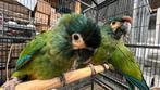 Ara Maracana 2025, Meerdere dieren, Papegaai, Pratend