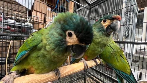 Ara Maracana 2025, Dieren en Toebehoren, Vogels | Parkieten en Papegaaien, Papegaai, Meerdere dieren, Pratend, Tam, Geringd