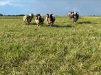 Bonte dekrammen, Dieren en Toebehoren, Schapen, Geiten en Varkens, Mannelijk, Schaap