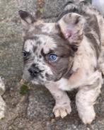 franse bulldog fluffy blue merle  reutje, CDV (hondenziekte), Bulldog, 8 tot 15 weken, Reu
