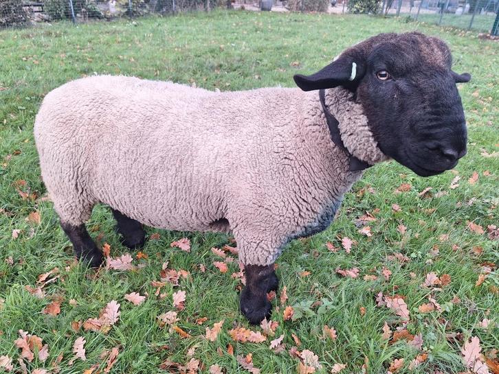 SUFFOLK STAMBOEK RAM TE KOOP, Dieren en Toebehoren, Schapen, Geiten en Varkens, Schaap, Mannelijk