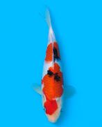 HQ sanke tosai OYA kataoka koifarm prachtige koi, Karper of Koi