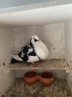 Mooie henne bonte duivin, Vrouwelijk, Kropper