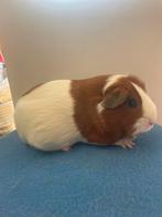 Koppeltje zeugen, Dieren en Toebehoren, Knaagdieren, Cavia, Mei, Meerdere dieren, Tam