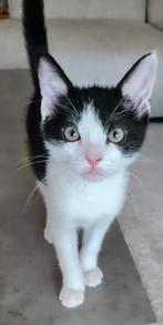 Europese korthaar zoekt een nieuwe nest, Dieren en Toebehoren, Katten en Kittens | Raskatten | Korthaar, Kater, Ontwormd, 0 tot 2 jaar