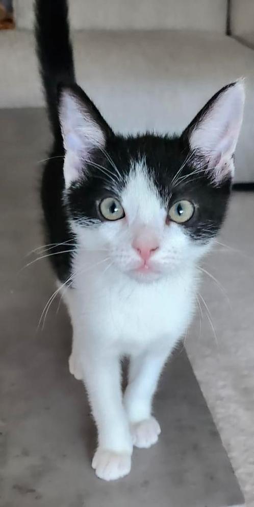 Europese korthaar zoekt een nieuwe nest, Dieren en Toebehoren, Katten en Kittens | Raskatten | Korthaar, Kater, 0 tot 2 jaar, Ontwormd