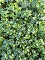 Pachysandra Green Sheen - Ideale Bodembedekker, Ophalen, Bodembedekkers, Vaste plant, Volledige schaduw