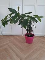 Avocado plant, 88 cm hoog. 1,5 jaar oud., Huis en Inrichting, Kamerplanten, Overige soorten, Minder dan 100 cm, Halfschaduw, Ophalen