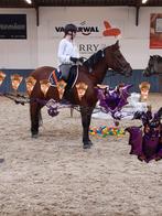 Knappe New Forest merrie, Dieren en Toebehoren, Pony's, Merrie, Gechipt, Dressuurpony, L