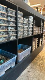 VOEDSELDIEREN (vers)️, Ophalen of Verzenden, Nieuw, Overige typen