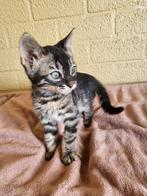 Bengaal Charcoal kitten zilverbengaal stamboom, Dieren en Toebehoren, Katten en Kittens | Raskatten | Korthaar, 0 tot 2 jaar, Gechipt