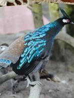 Zwartkop palawan pauwfazant haan 2023, Dieren en Toebehoren, Mannelijk, Overige soorten