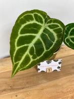 Anthurium Crystalinum #1, Huis en Inrichting, Kamerplanten, Ophalen of Verzenden, Overige soorten, Minder dan 100 cm