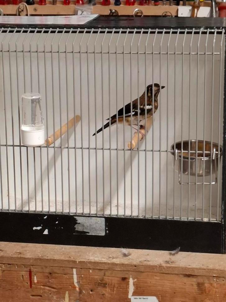 Kastanjeruglijster man 2025, Dieren en Toebehoren, Vogels | Overige Vogels, Mannelijk, Geringd