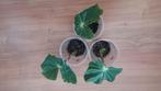 Begonia Ricinifolia / Immense. Opgepotte stekken., Ophalen, Overige soorten, Halfschaduw, Minder dan 100 cm
