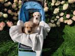 3 Labrador pups ( Teefjes ), Dieren en Toebehoren, Honden | Retrievers, Spaniëls en Waterhonden, CDV (hondenziekte), 8 tot 15 weken