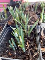 Sneeuwklokjes, Tuin en Terras, Ophalen, Overige soorten, Volle zon
