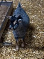 Te huur /te koop Mooie dwergbok grijs met tan, Mannelijk, Geit