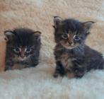 Maine Coon kittens, geboren op 23 juni., Meerdere dieren, Gechipt, 0 tot 2 jaar