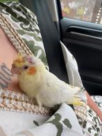 Super tamme lieve valkparkiet, Geslacht onbekend, Parkiet, Tam