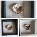 Sint Jacobsschelpen bewerkt, Overige materialen, Minder dan 50 cm, Nieuw, Ophalen of Verzenden