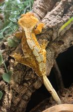 Orange extreem harlequen wimpergekko, ciliatus, Dieren en Toebehoren, Reptielen en Amfibieën, Hagedis