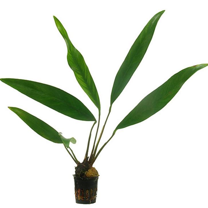 Anubias Lanceolata - Levendige Aquariumplant 15cm, Tuin en Terras, Planten | Tuinplanten, Vaste plant, Overige soorten, Volledige schaduw