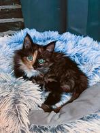 Prachtige Maine Coon kittens, Meerdere dieren, Gechipt, 0 tot 2 jaar