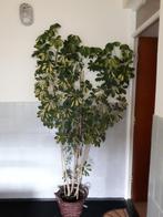 Grote Plant: bonte Schefflera, Huis en Inrichting, Kamerplanten, Overige soorten, 100 tot 150 cm, Halfschaduw, In pot