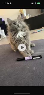 X Main coon kitten, Poes, Ontwormd