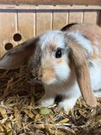 Lieve hangoor voedster jonkie, Dieren en Toebehoren, Konijnen, Vrouwelijk, Hangoor