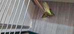 Forpus mannen, Dieren en Toebehoren, Vogels | Overige Vogels, Mannelijk