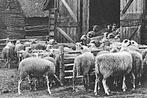 962296 Locatie onbekend Schaapskooi Schaapskudde Onbeschr, Ophalen of Verzenden, 1940 tot 1960, Ongelopen, Noord-Brabant