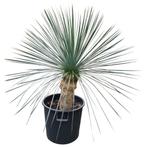 Yucca linearifolia I Goed winterhard I Ruim aanbod, Tuin en Terras, Planten | Tuinplanten, Zomer, Vaste plant, Ophalen of Verzenden