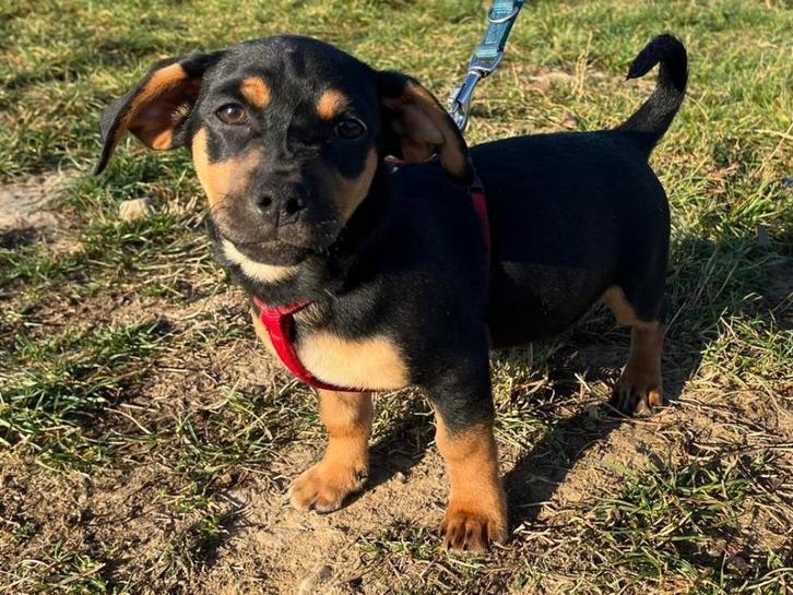 Kleine, vrolijke en lieve pup Kirby zoekt een fijn thuis, Dieren en Toebehoren, Honden | Niet-rashonden, Klein, Reu, Particulier