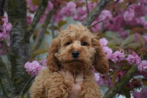 Cockapoo pups 🌸🐾, Dieren en Toebehoren, Honden | Niet-rashonden, Middel, Meerdere dieren, Fokker | Professioneel, Meerdere, Buitenland