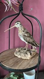 Opgezette vogel, Verzamelen, Ophalen of Verzenden, Zo goed als nieuw, Vogel, Opgezet dier