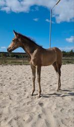 Lief valk merrie veulentje te koop!, Dieren en Toebehoren, Paarden, Merrie, Minder dan 160 cm, Gechipt, 0 tot 2 jaar