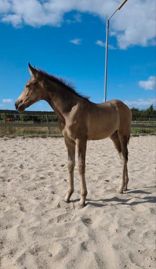 Lief valk merrie veulentje te koop!, Dieren en Toebehoren, Paarden, Merrie, Minder dan 160 cm, 0 tot 2 jaar, Gechipt, Ontwormd