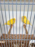 Schimmel Man geelintensief Pop, Dieren en Toebehoren, Vogels | Kanaries, Meerdere dieren, Kleurkanarie