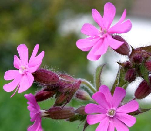 Dagkoekoeksbloem inheemse plant, Tuin en Terras, Planten | Tuinplanten, Overige soorten, Halfschaduw, Zomer, Ophalen of Verzenden