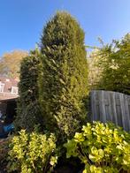 Twee volle coniferen, Tuin en Terras, Planten | Struiken en Hagen, Ophalen, Conifeer, 250 cm of meer