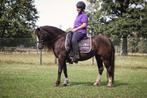 " Prachtige Brave Welsh C merrie Drachtig ", Dieren en Toebehoren, Pony's, Merrie, Gechipt, Zadelmak, C pony (1.27m tot 1.37m)