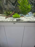Jonge borstelneus algeneters, Vis, Zoetwatervis