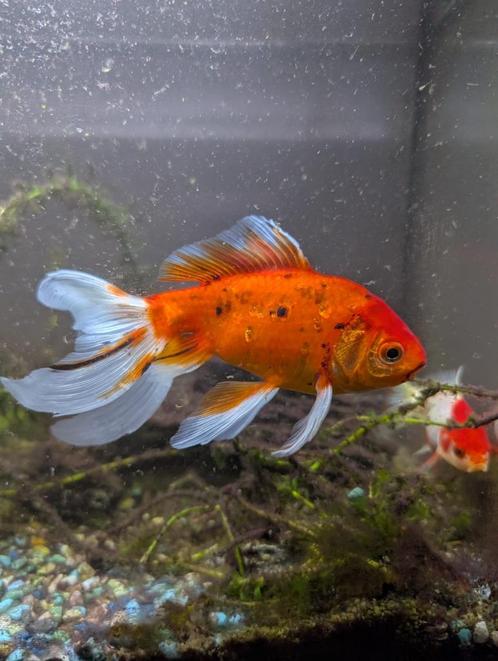Twee sluierstaartvissen, Dieren en Toebehoren, Vissen | Aquariumvissen, Zoetwatervis, Vis