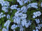 Vergeet-mij-nietjes (750 zaden) Biologisch - Bloemenpracht, Ophalen of Verzenden, Volle zon