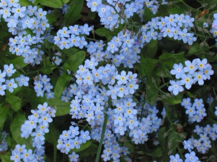 Vergeet-mij-nietjes (750 zaden) Biologisch - Bloemenpracht, Tuin en Terras, Bloembollen en Zaden, Volle zon, Ophalen of Verzenden