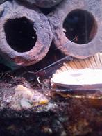 Caridina Dennerli Sulawesi Garnalen lees beschrijving!!!!, Dieren en Toebehoren, Vissen | Aquariumvissen, Kreeft, Krab of Garnaal