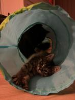 Kitten, Dieren en Toebehoren, Ophalen of Verzenden, Zo goed als nieuw, Overig speelgoed