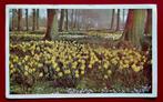 1955 "KEUKENHOF" LISSE /zegel 2 ct met stempel FLOWERSHOW !, Ophalen of Verzenden, 1940 tot 1960, Gelopen